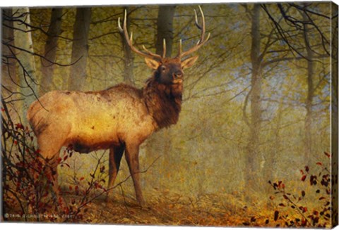 Framed Aspen Forest Bull Elk Print