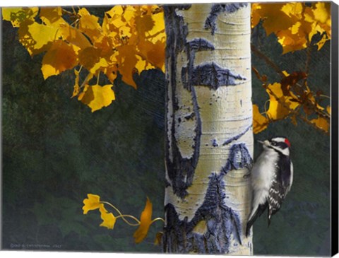 Framed Aspen Downy Woodpecker Print