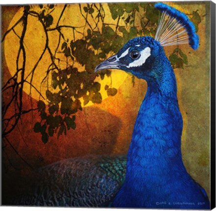 Framed Portrait Male Peacock Print