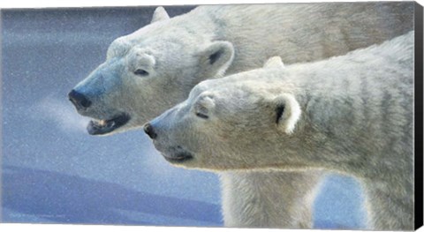 Framed Brothers Polar Bears Print