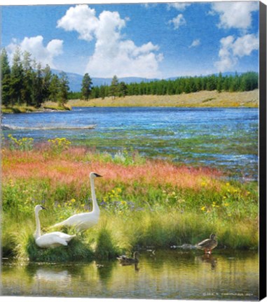 Framed Swans Madison River Print