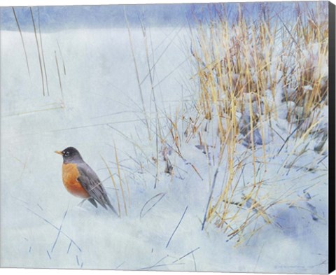 Framed Tuft Of Grass Robin Print