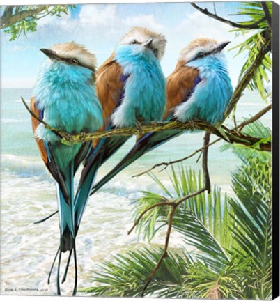 Framed Racquet-Tailed Rollers Oceanview Print