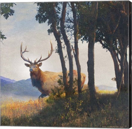 Framed Mountain Elk Print