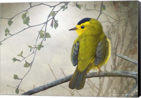 Framed Wetland Wilson&#39;s Warbler Print