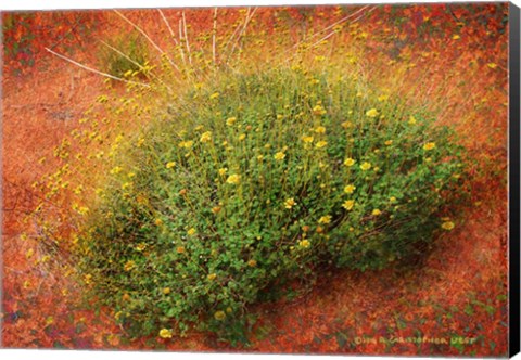 Framed Yellow Flowers Orange Sand Print