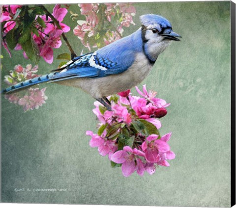 Framed Bluejay Amid Blooms Print