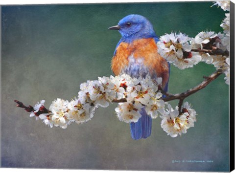 Framed Apple Blossoms Bluebird Print