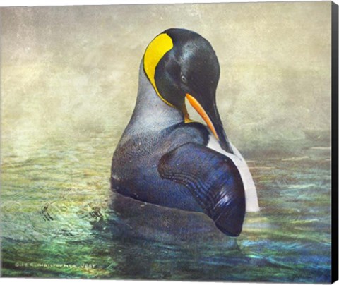 Framed King Penguin Preening Print