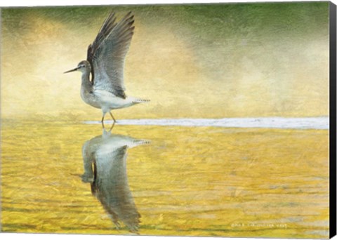 Framed Yellowlegs Wings Up Print