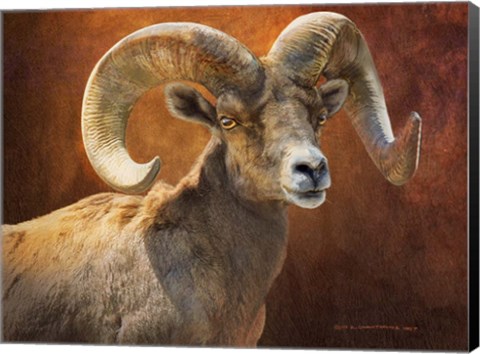 Framed Bighorn Portrait Print