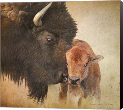 Framed Bison Mother And Calf Print