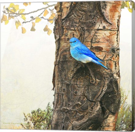 Framed Mountain Bluebird On Dead Aspen Print