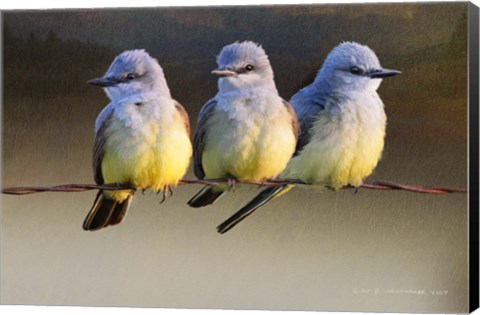 Framed Kingbird Trio Sunset Print