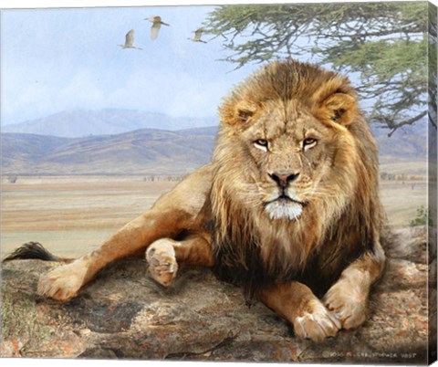 Framed Shady Spot Lion Male Print