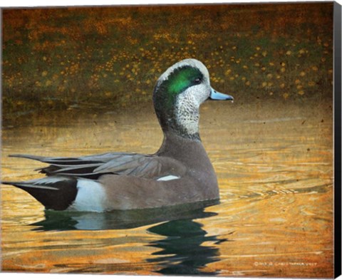 Framed Wigeon Duck Portrait Print