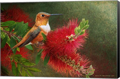 Framed Red Bloom Hummingbird Print