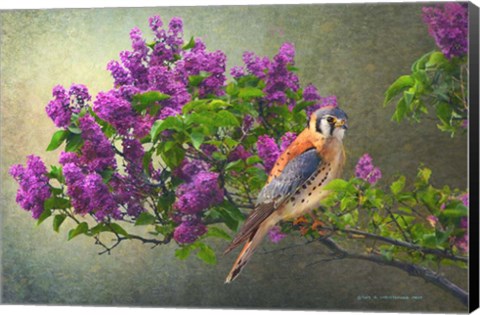 Framed Lilac Branch Kestrel Print