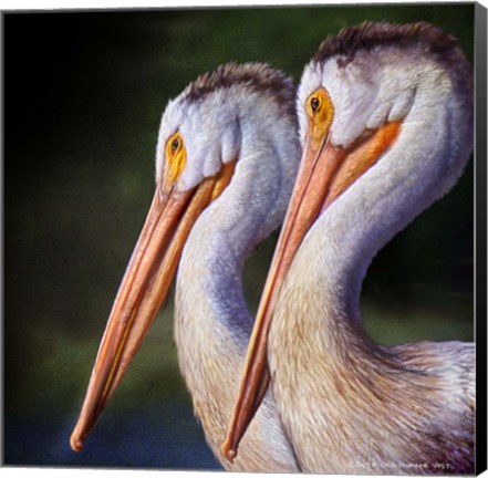 Framed Pelican Portrait Print