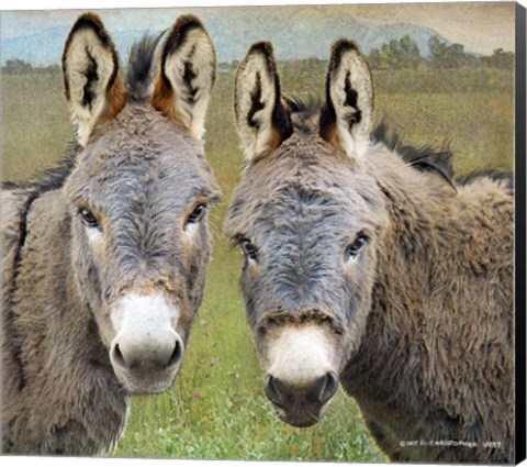 Framed Cute Donkeys Print