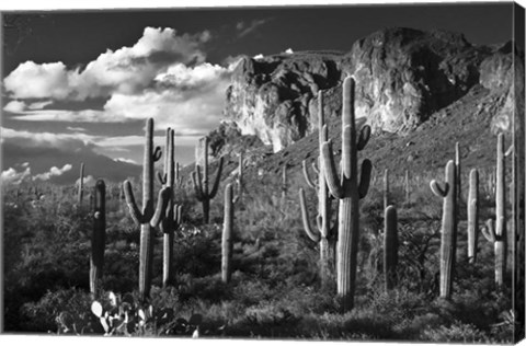 Framed Superstition Mtn Saguaros Arizona Print