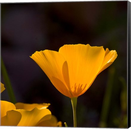 Framed Wildflowers Poppy Arizona 1 Print