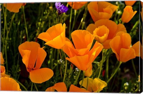 Framed Wildflowers Poppy Arizona 2 Print