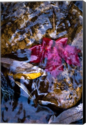 Framed West Fork Creek Leaves Print