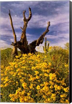 Framed Desert Flowers With Tree Arizona Print