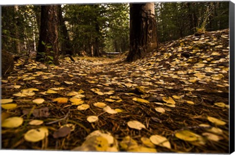 Framed Aspen Leaves Bismark Trail Arizona Mtns Print