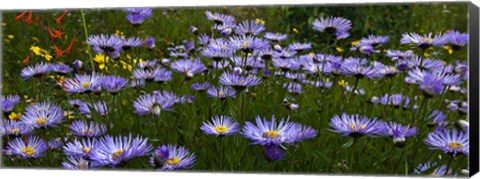 Framed Field Of Asters Colorado Mtns Print