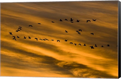 Framed Early Morning Bosque Del Apache New Mexico Print