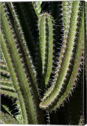 Framed Saguaro Cactus Arms Print