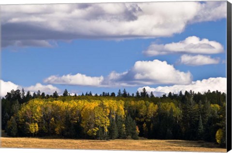 Framed Escudilla Mountain Meadow Fall 2 Print