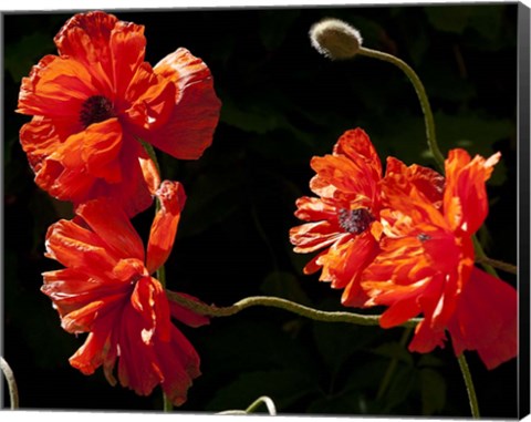 Framed Sante Fe Bright Red Poppies Print