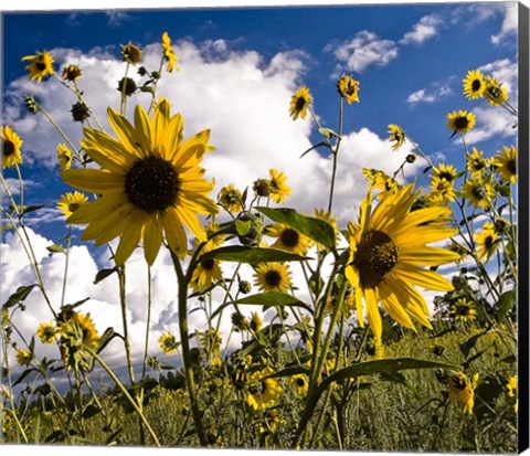 Framed Sunflowers Arizona Print