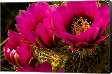 Framed Prickly Pear Cactus Arizona Desert Horizontal Print