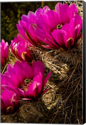 Framed Prickly Pear Cactus Arizona Desert Vertical Print