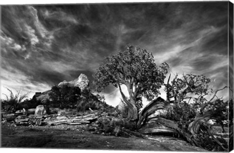 Framed Sedona Juniper Tree 2 Print