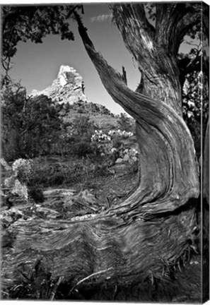 Framed Sedona Juniper Tree National Forest Print