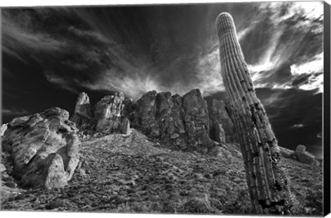 Framed Saguaros Lost Dutchman State Park Arizona Superstition Mtns 1 Print