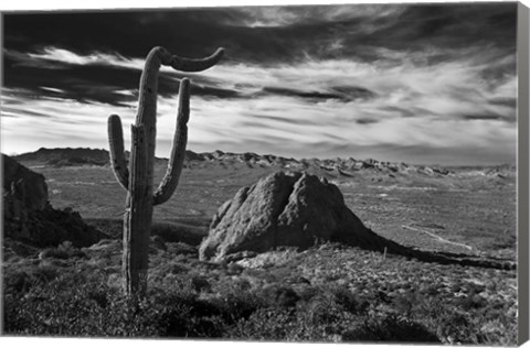 Framed Saguaros Lost Dutchman State Park Arizona Superstition Mtns 2 Print