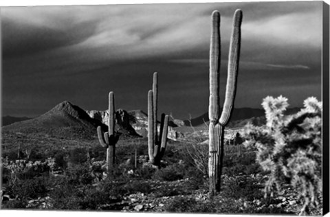 Framed Saguaros Superstition Mtns Arizona Print