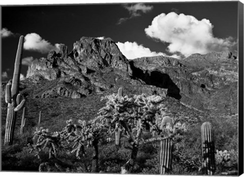 Framed Saguaros Lost Dutchman State Park Arizona Superstition Mtns Print