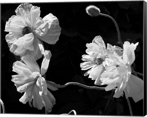 Framed New Mexico Poppies Print