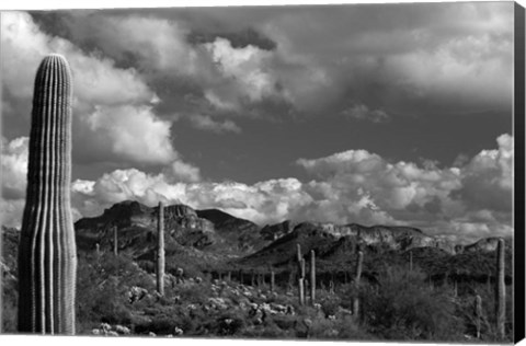 Framed Arizona Superstition Mtns Saguaros 1 Print