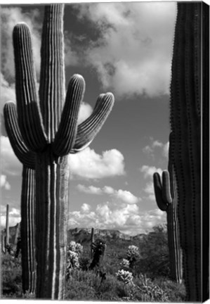 Framed Arizona Superstition Mtns Saguaros 2 Print