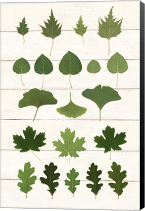 Framed Leaf Chart I Shiplap Print