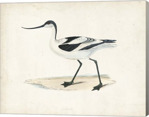 Framed Sandpiper IV Print