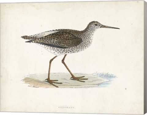 Framed Sandpiper V Print